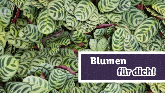 Blumen für dich