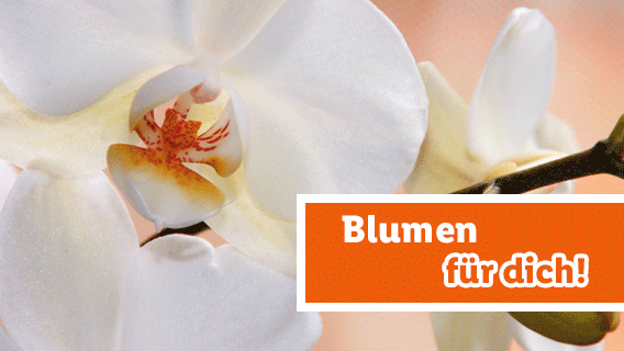 Blumen für dich
