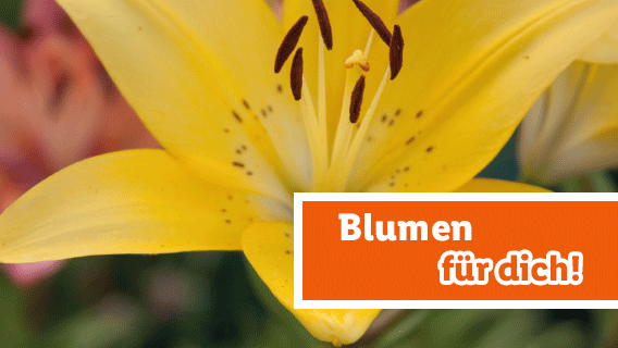 Blumen für dich