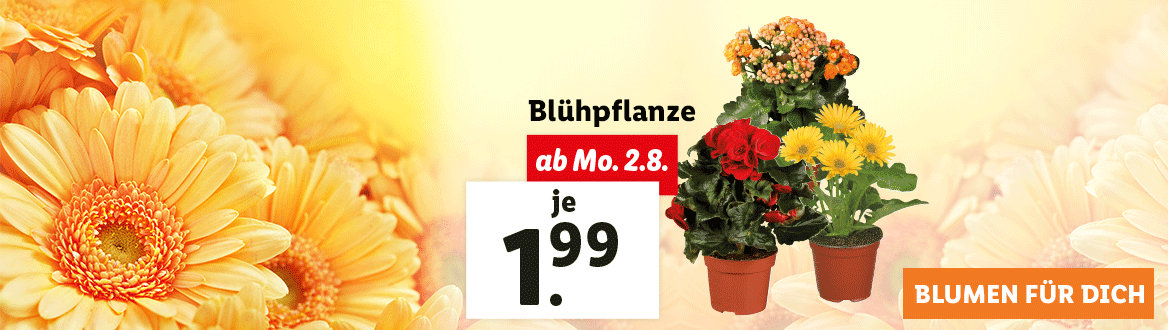 Blumen zum Lidl Preis