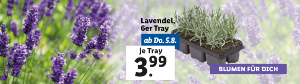 Blumen zum Lidl Preis