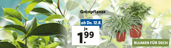 Blumen zum Lidl Preis