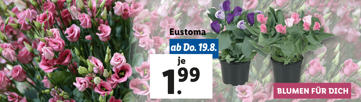 Blumen zum Lidl Preis