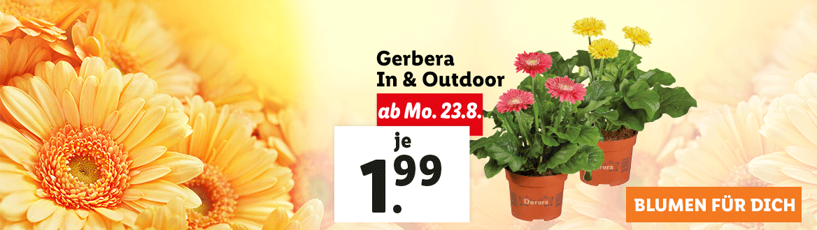 Blumen zum Lidl Preis