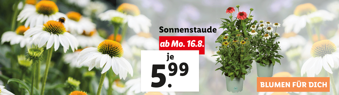 Blumen zum Lidl Preis