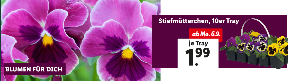 Blumen zum Lidl Preis