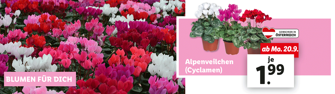 Blumen zum Lidl Preis