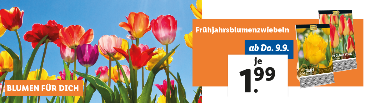 Blumen zum Lidl Preis