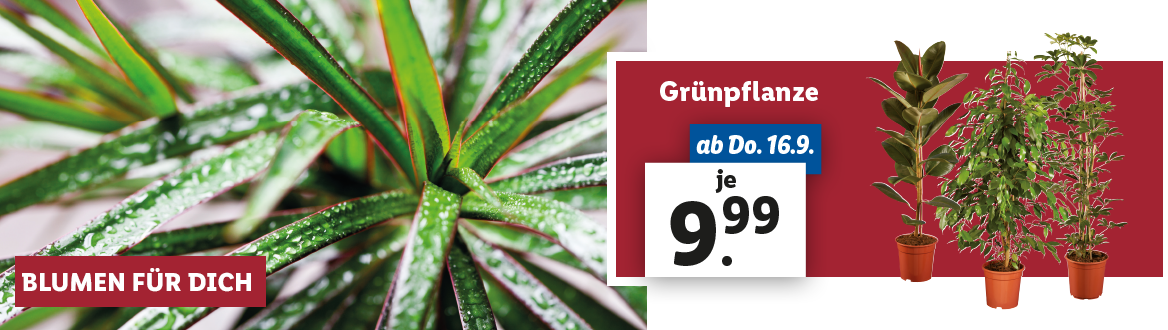 Blumen zum Lidl Preis