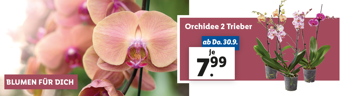 Blumen zum Lidl Preis