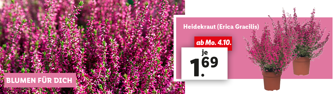 Blumen zum Lidl Preis