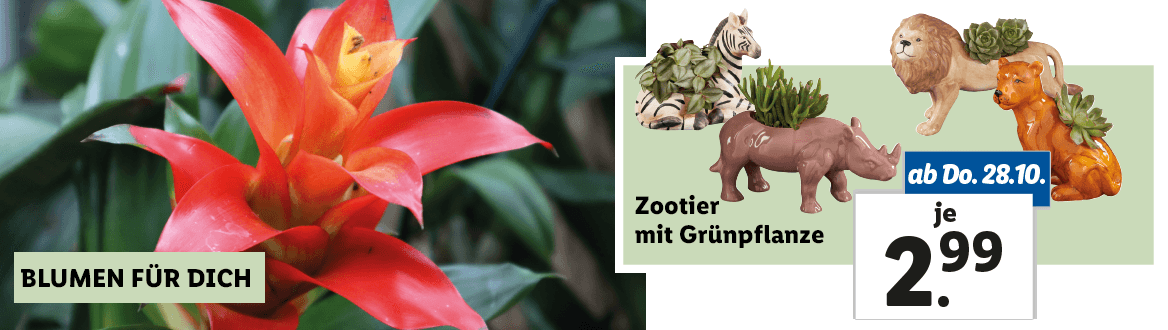 Blumen zum Lidl Preis