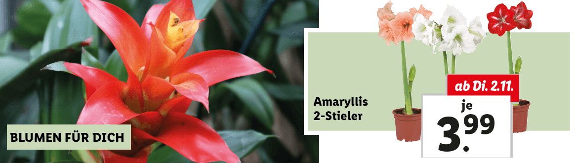 Blumen zum Lidl Preis