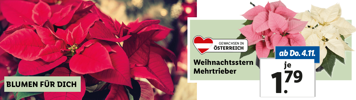 Blumen zum Lidl Preis