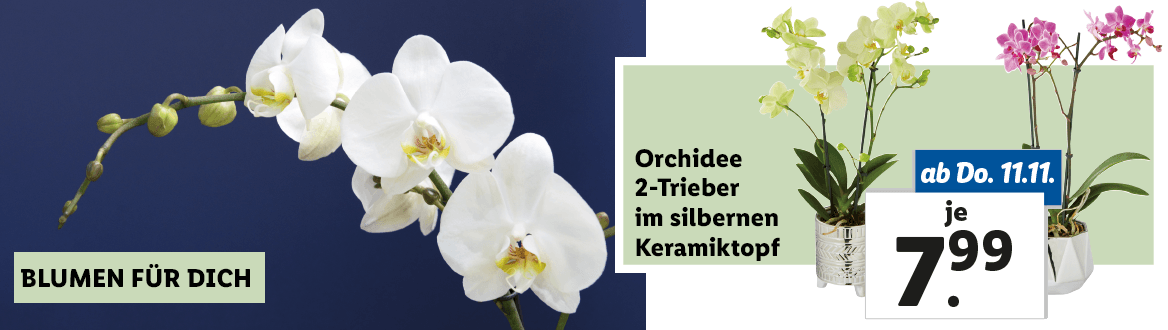 Blumen zum Lidl Preis