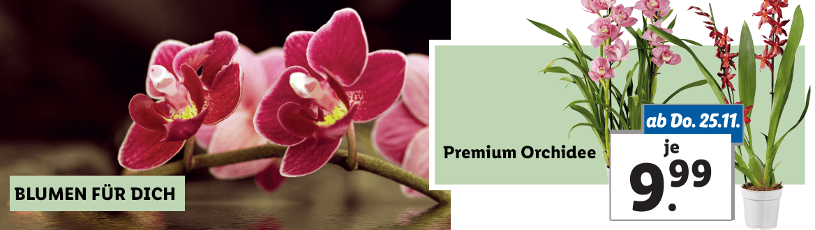 Blumen zum Lidl Preis