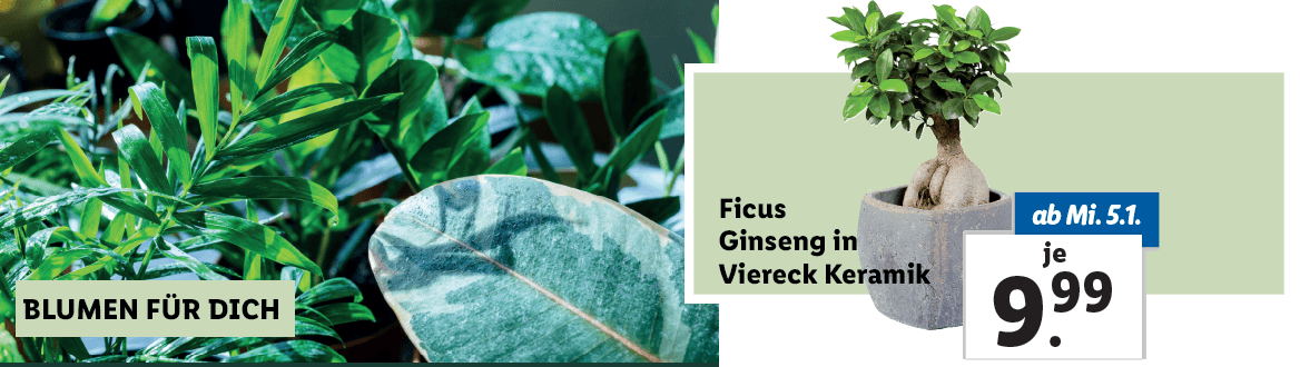 Blumen zum Lidl Preis