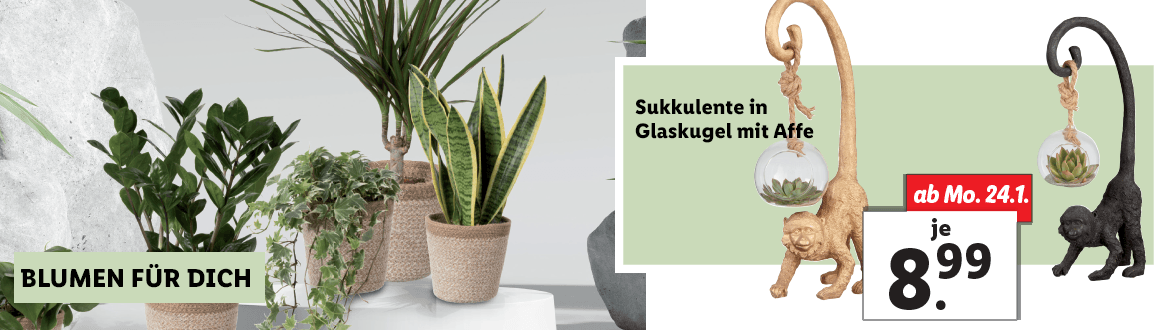 Blumen zum Lidl Preis