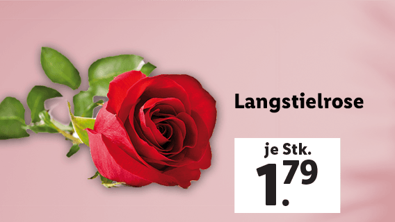  Langstielrose 