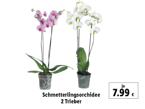 Schmetterlingsorchidee