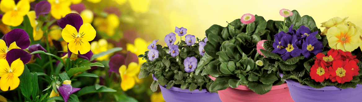 Blumen und Pflanzen