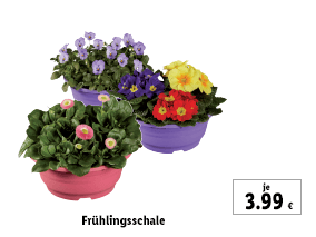 Frühlingsschale