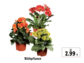 Blühpflanze