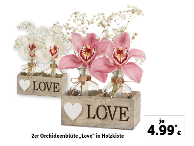 Orchidee