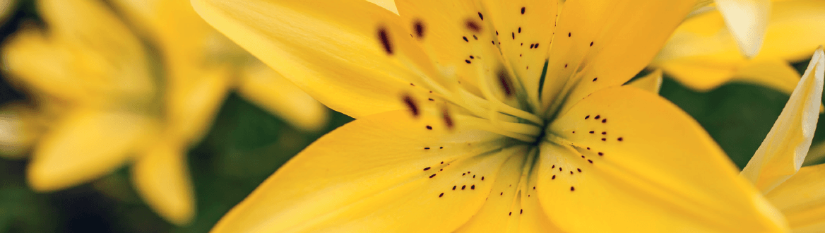 Blumen und Pflanzen