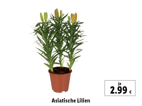 Asiatische Lilien