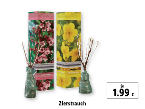 Zierstrauch