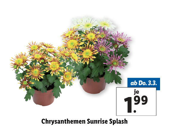 Chrysanthemen Sunrise Splash