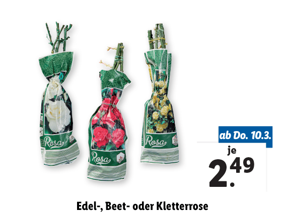  Edel-, Beet- oder Kletterrose 