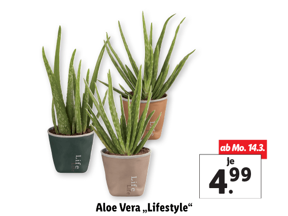 Aloe Vera „Lifestyle“ 