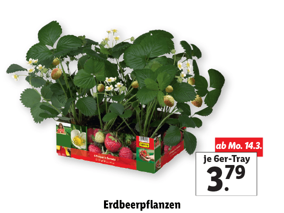  Erdbeerpflanzen 