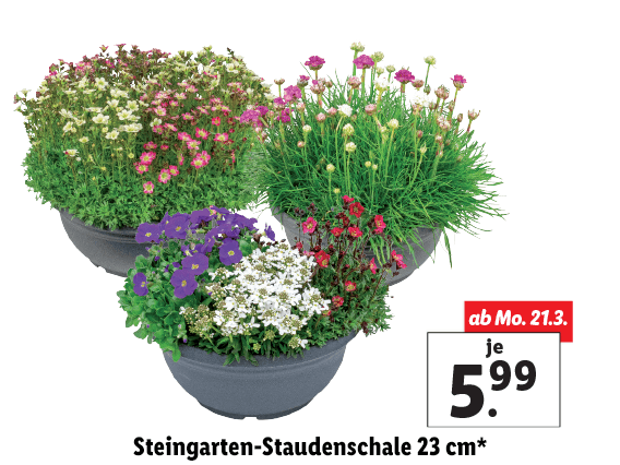Steingarten-Staudenschale 23 cm 
