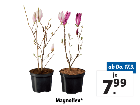 Magnolien 