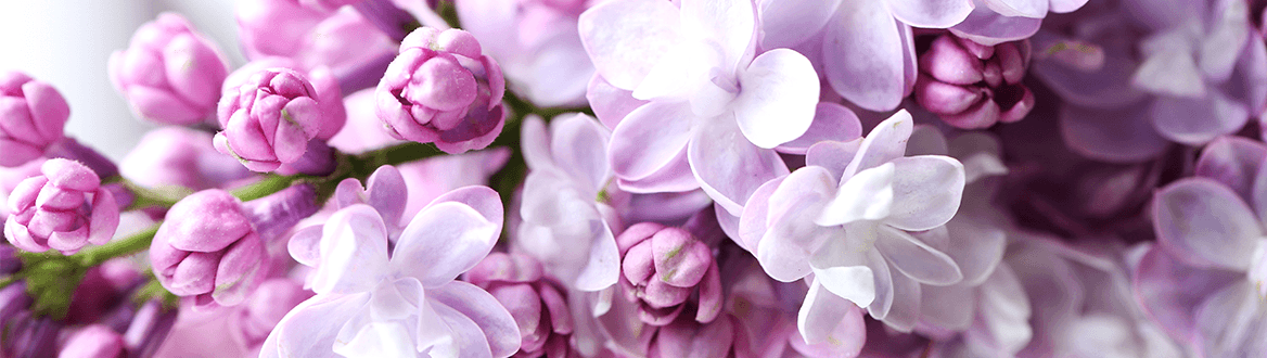 Blumen und Pflanzen