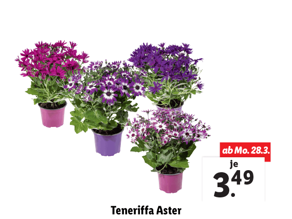 Teneriffa Aster 