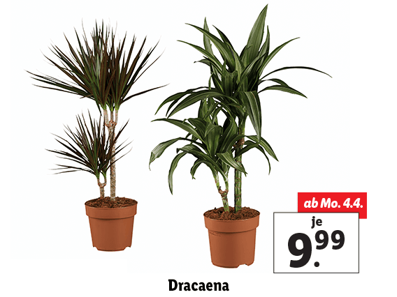 Dracaena 