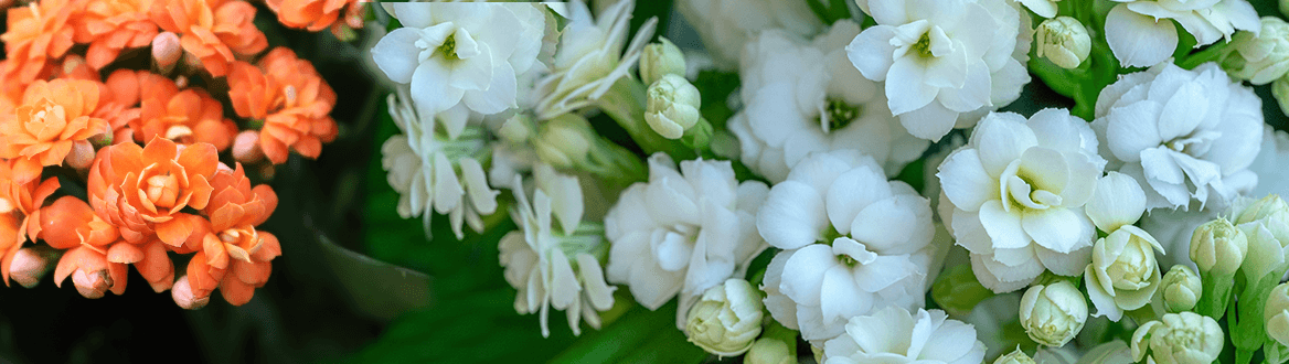 Blumen und Pflanzen