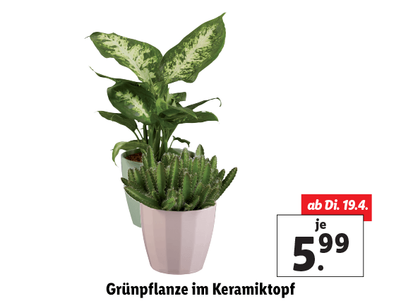 Grünpflanze im Keramiktopf 