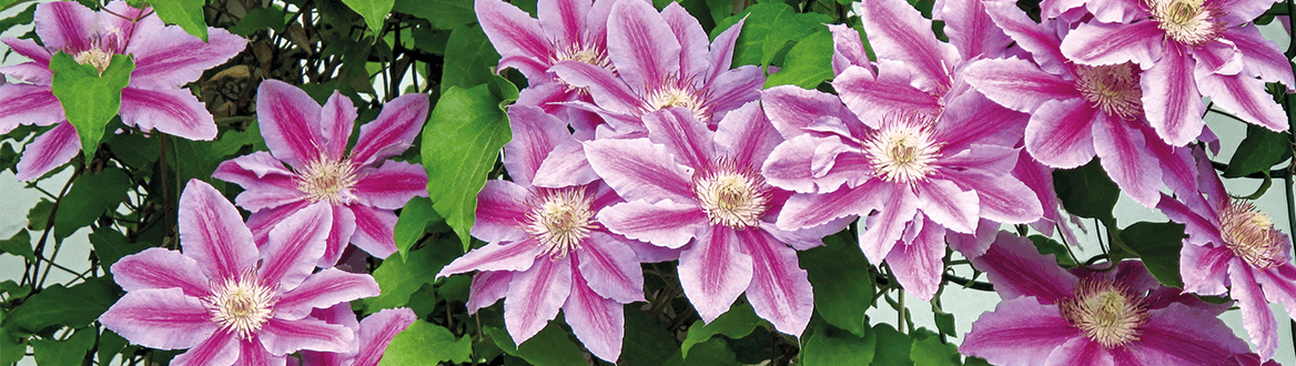 Blumen und Pflanzen