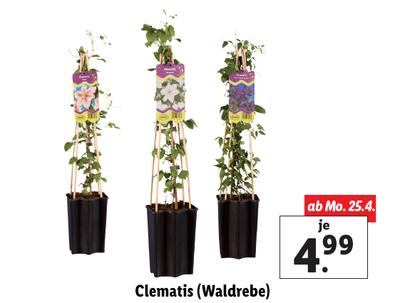 Clematis (Waldrebe) 