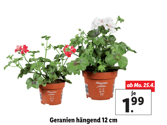 Geranien hängend 12 cm