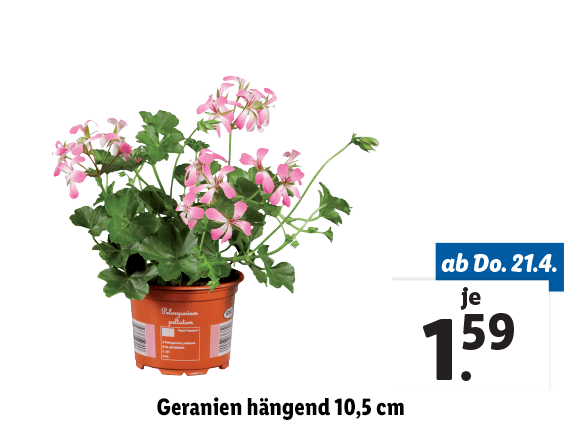 Geranien hängend 10,5 cm 