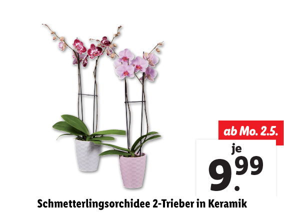  Schmetterlingsorchidee 2-Trieber in Keramik 