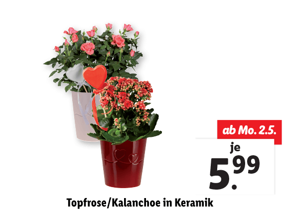  Topfrose/Kalanchoe in Keramik 