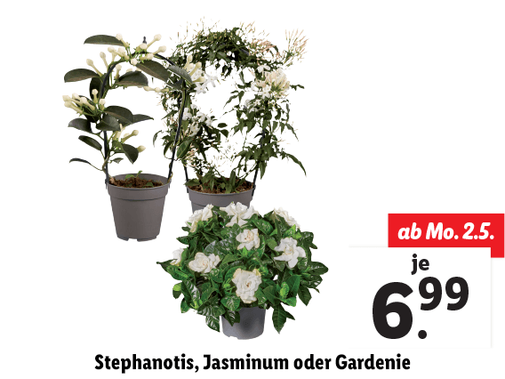  Stephanotis, Jasminum oder Gardenie 