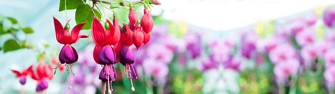 Blumen zum Lidl-Preis